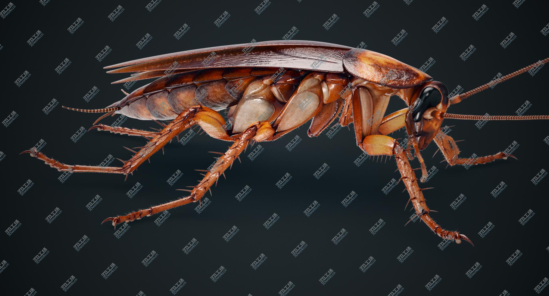 images/goods_img/202104094/3D Cockroach American Fur model/2.jpg